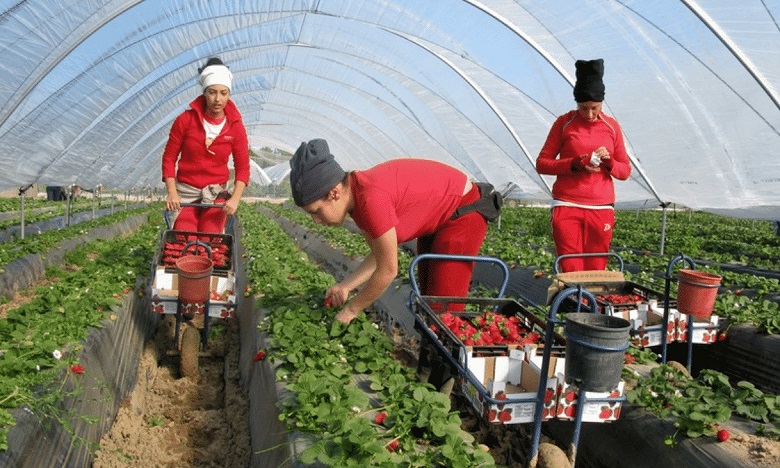 عقود عمل في مزارع كندا براتب يصل إلي 3400 دولار كندي