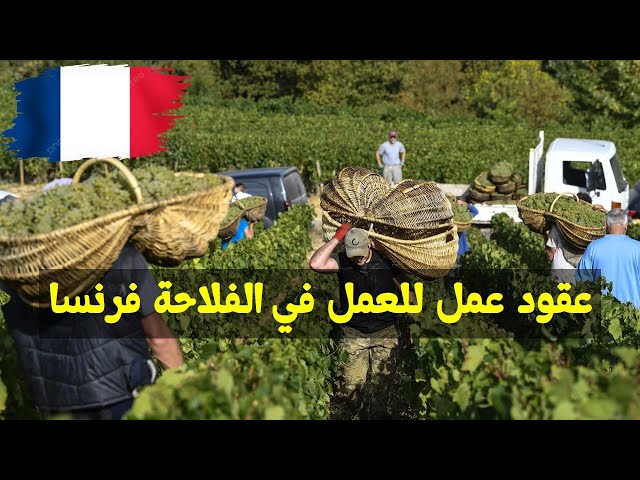 فرنسا تطلب 80 ألف عامل للفلاحة