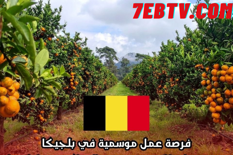 فرصة عمل موسمية في بلجيكا